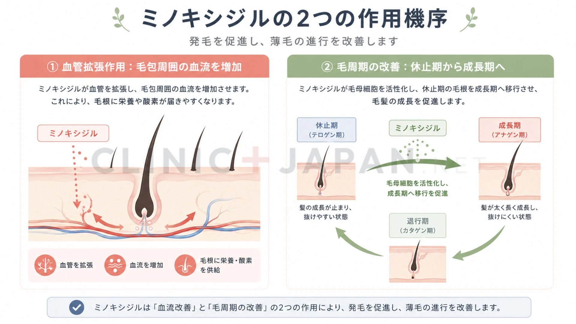 ミノキシジルの作用機序 — 血管拡張による毛包血流増加と毛周期成長期延長の仕組み