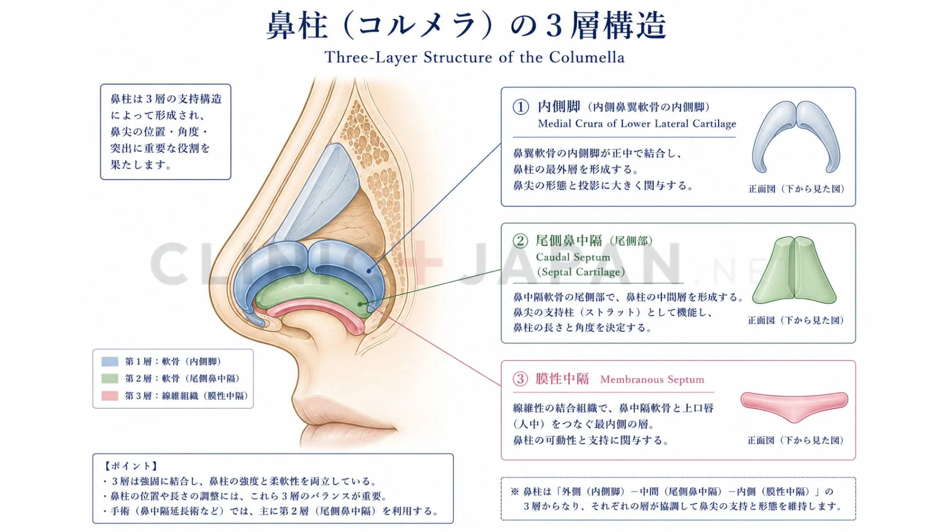 鼻柱の解剖図 — 内側脚・尾側鼻中隔・膜性中隔の3層構造
