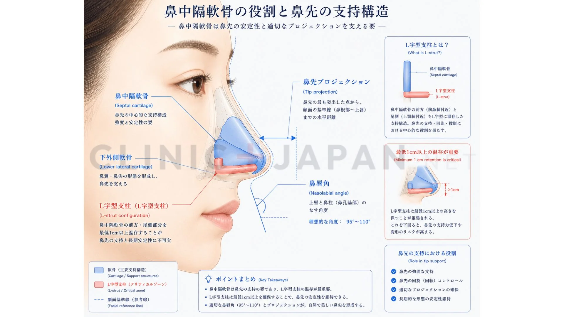 鼻中隔軟骨の解剖図 — 鼻先の長さ・向きを決める土台構造