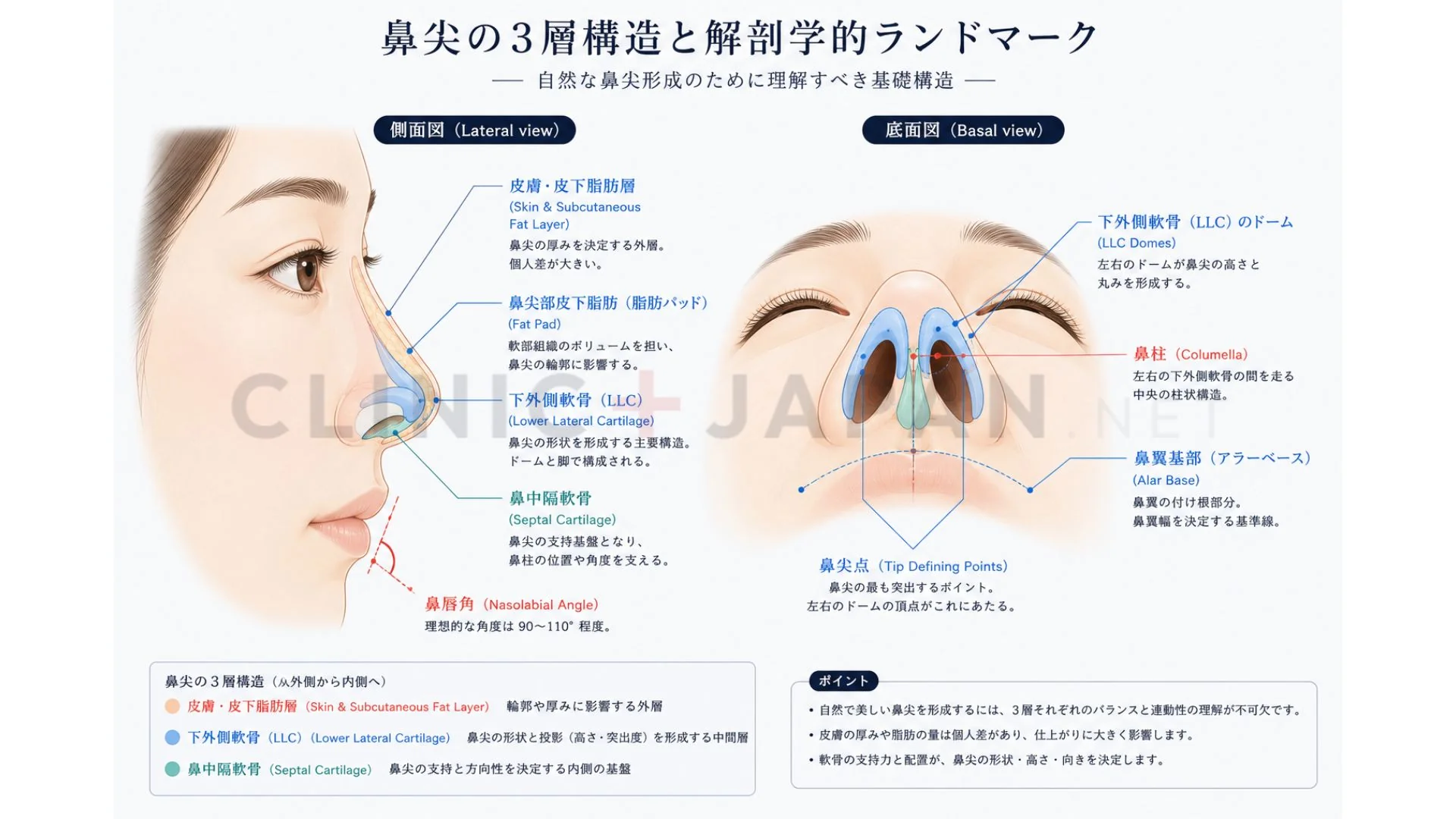 鼻先の解剖図 — 外側鼻軟骨下部・鼻中隔軟骨・皮下脂肪の3層構造