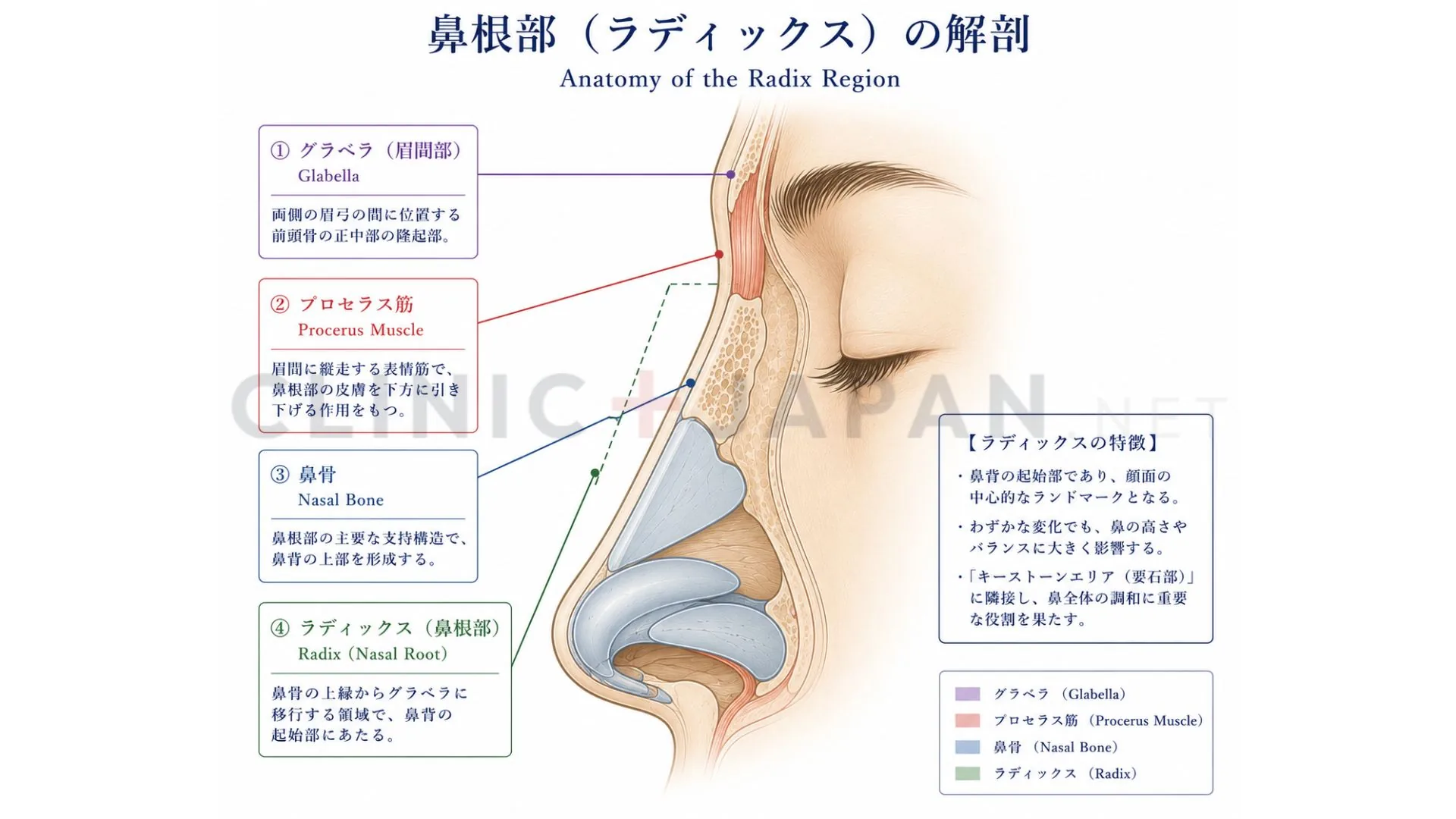 鼻根（radix）の解剖図 — 眉間・procerus筋・鼻骨・glabellaの位置関係