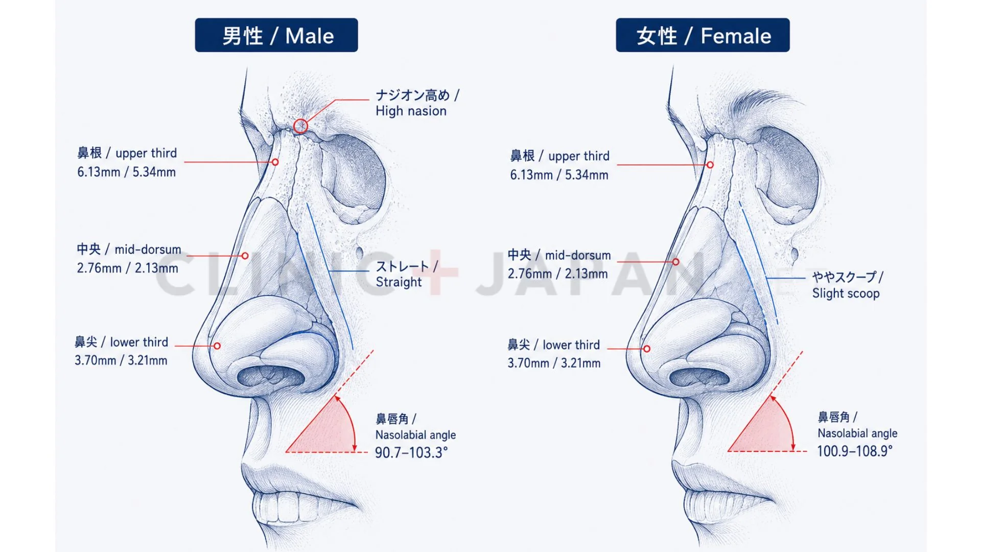 男性の鼻と女性の鼻の解剖学的・美的違い — 皮膚厚・鼻唇角・プロファイル比較