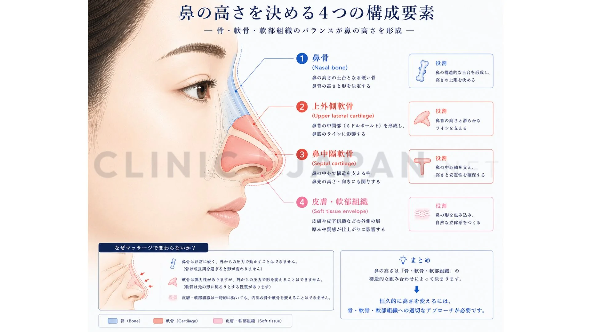鼻の解剖と高さの構造 — 鼻骨・上外側軟骨・鼻中隔軟骨