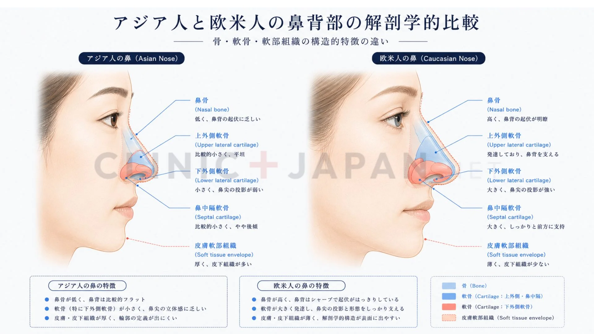 アジア人の鼻の解剖図 — 鼻骨・鼻軟骨・皮膚厚みの特徴