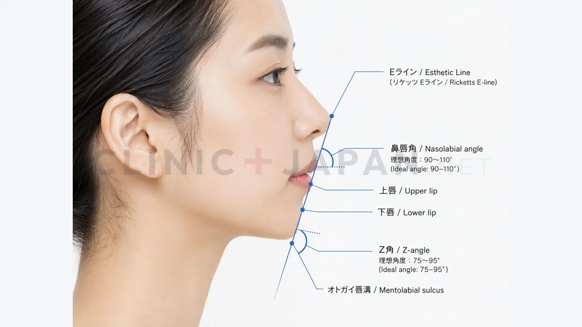 Eラインの基本図 — 鼻先と顎先を結ぶ線・口元との位置関係