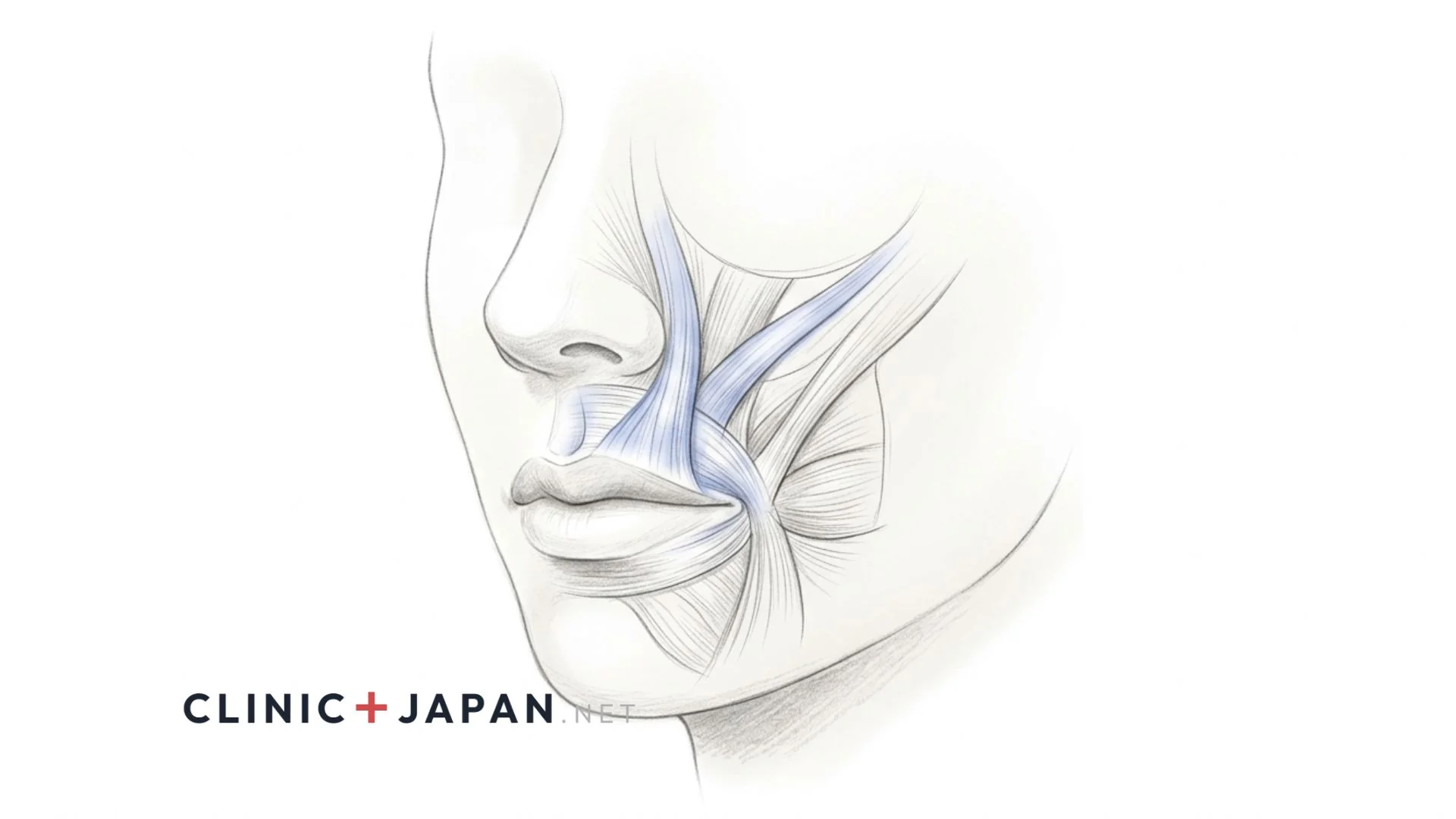 人中ボトックスの効果と注入部位の解剖図