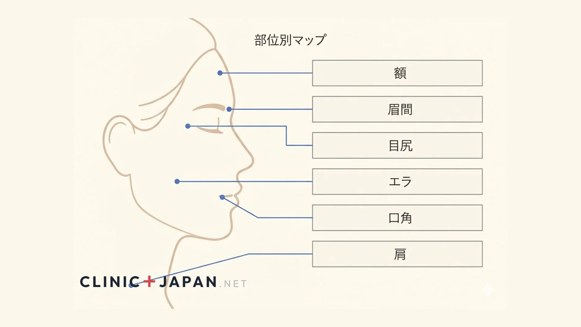 ボトックス部位別料金マップ — 額・眉間・目尻・エラ・肩・口角の総額帯