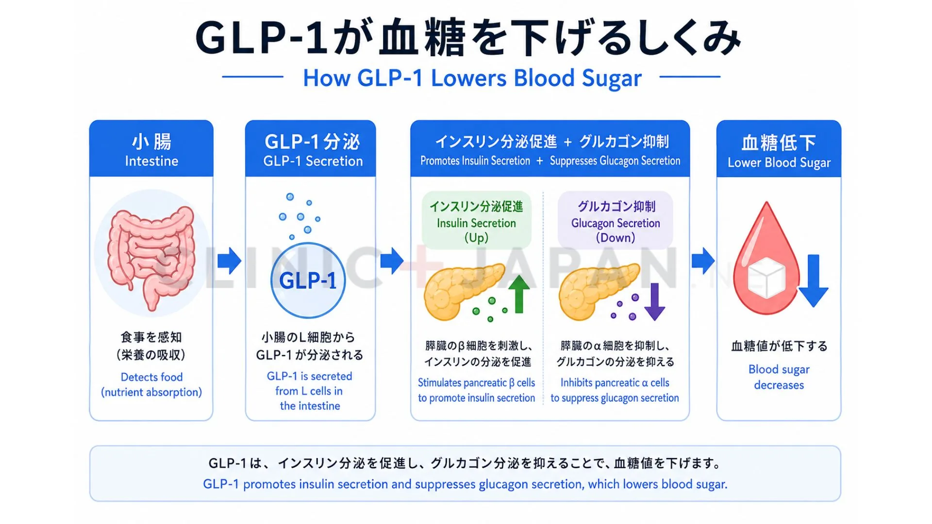 GLP-1が血糖値を下げるしくみ（インスリン分泌促進・グルカゴン抑制）を示した図