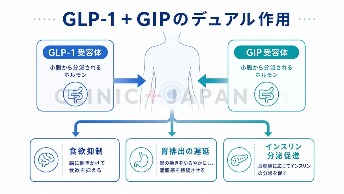 マンジャロがGLP-1とGIPの2受容体に作用するデュアル作用のしくみを示した図