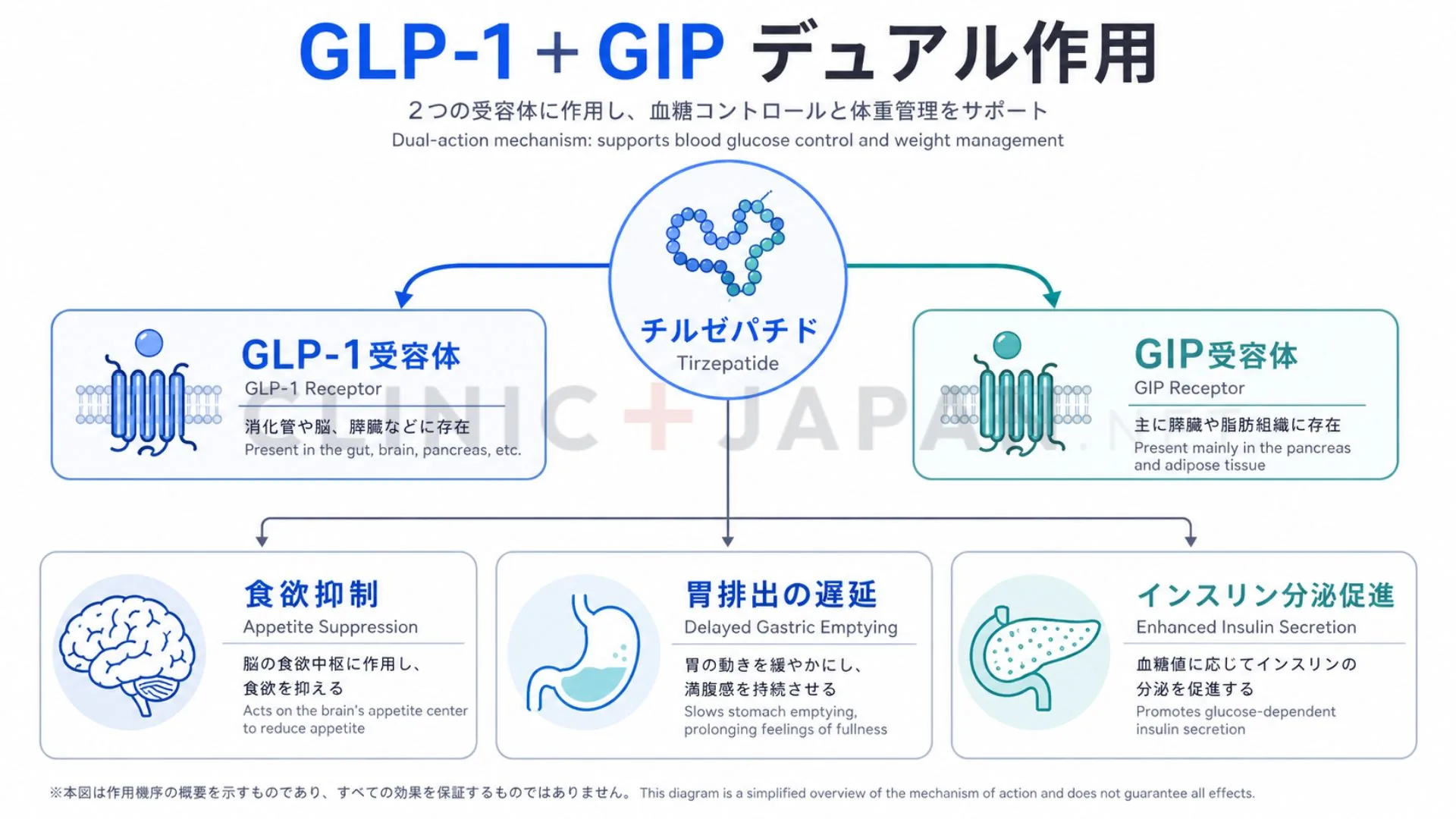 マンジャロのGLP-1とGIPの2受容体に作用するしくみを示した図