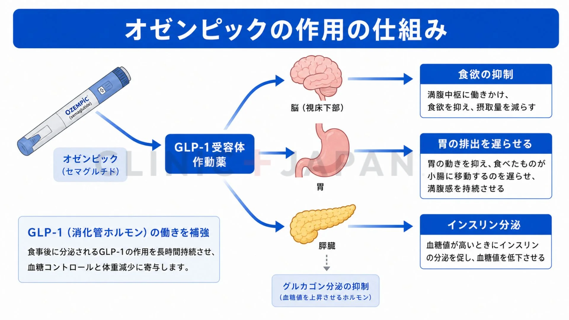オゼンピックがGLP-1受容体に作用するしくみを示した図