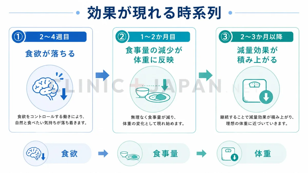 リベルサスの効果が食欲低下から体重減少へと段階的に現れる時系列を示した図