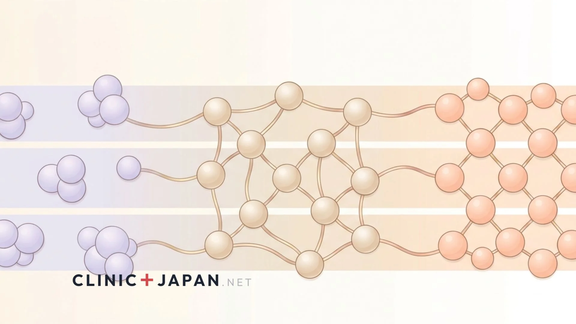 ヒアルロン酸の架橋構造と作用機序イメージ