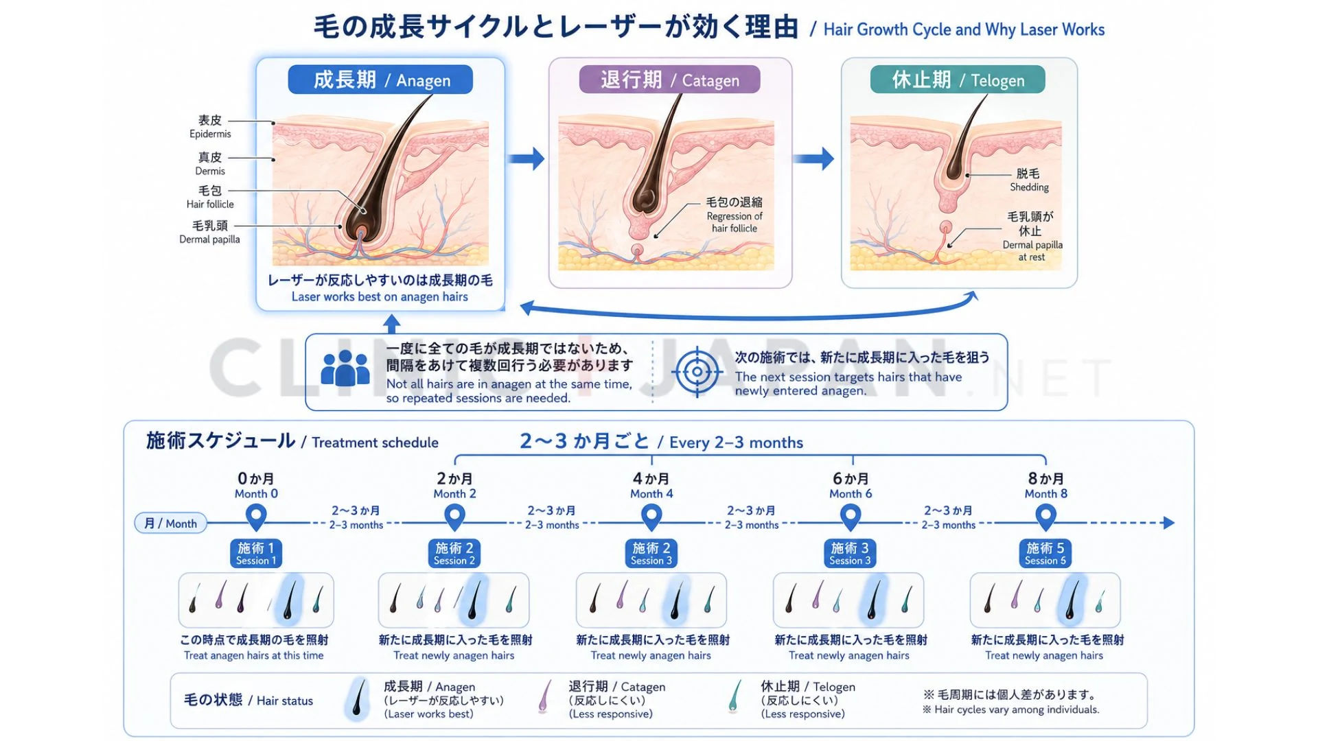 成長期・退行期・休止期の毛周期サイクルと、2〜3ヶ月間隔で照射する根拠を示した図解