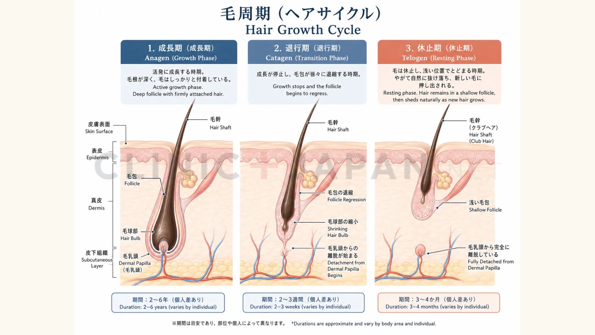 毛周期の3フェーズ — 成長期（アナゲン）・退行期（カタゲン）・休止期（テロゲン）と、各段階でのレーザー有効性の違い