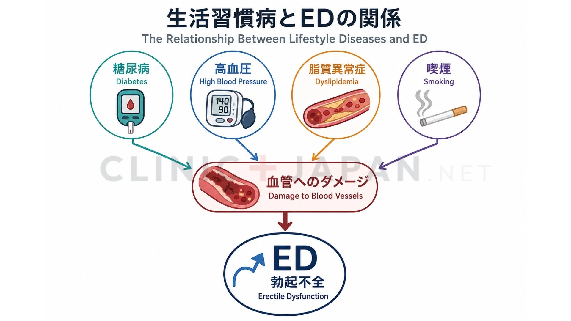 糖尿病・高血圧・脂質異常症・喫煙などの生活習慣病が血管を通じてEDに関わる仕組みを示した図