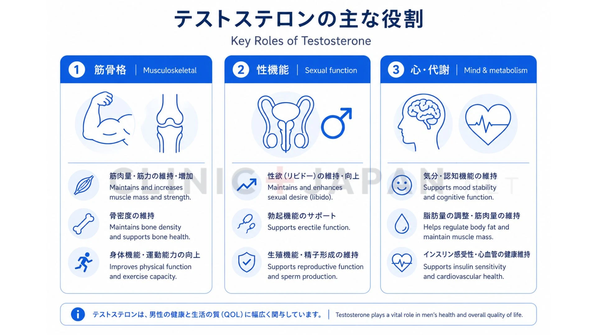 テストステロンが筋肉・性機能・代謝・心・血液など心身に果たす役割を領域別に整理した図